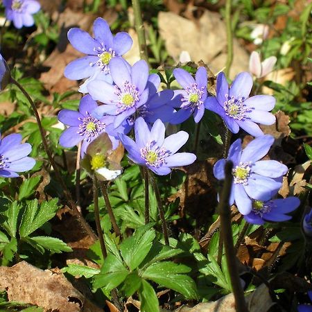 Wismens Natur & Fiske Krogsered エクステリア 写真